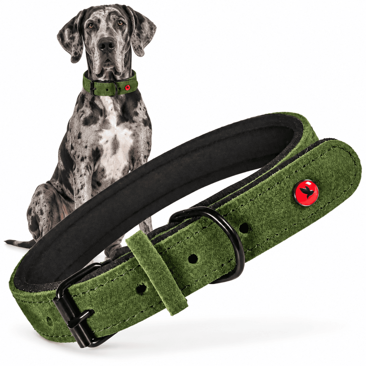 ZOLUX Komfort-Lederhalsband für Hunde, 63–74 cm, 30 mm, grün