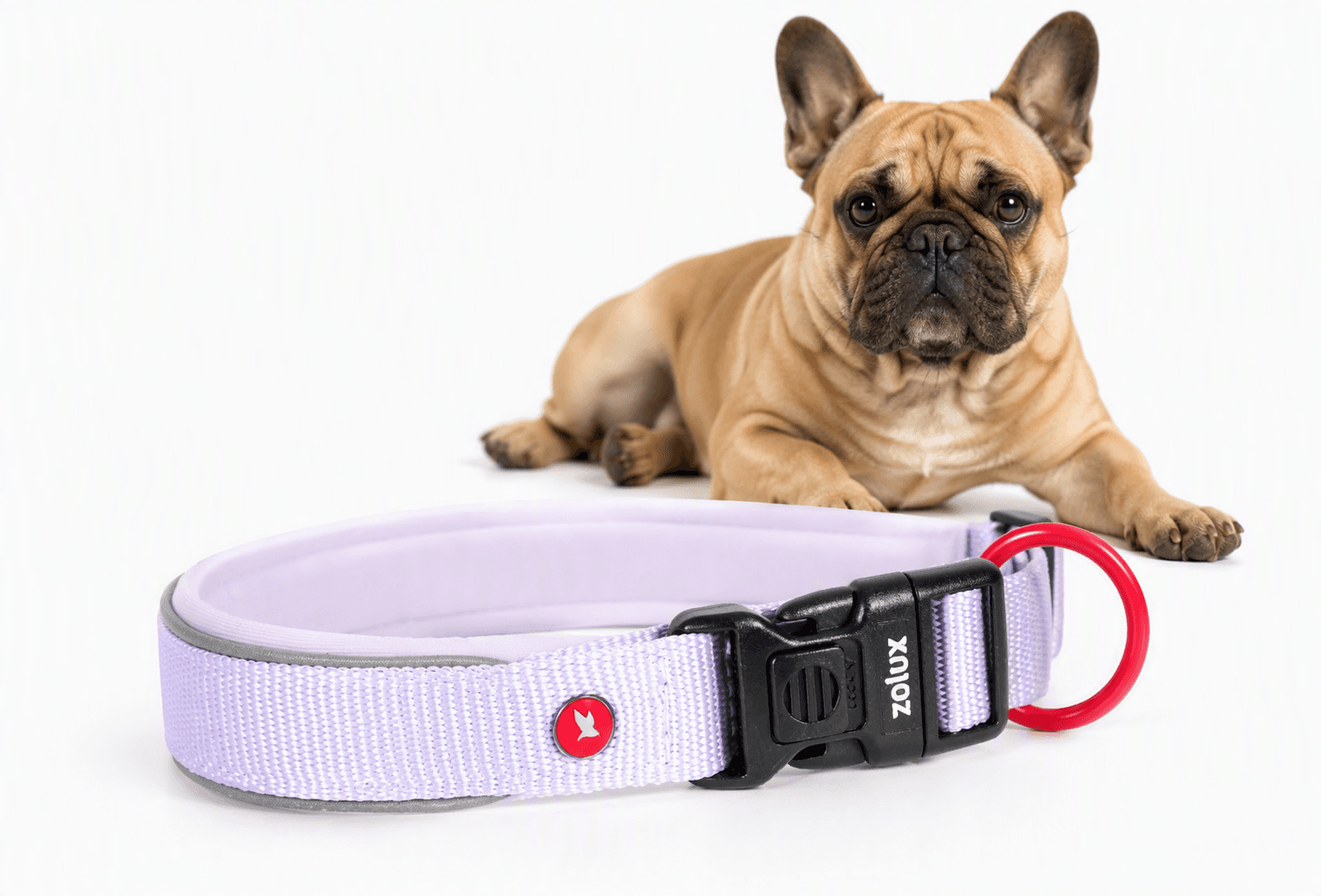ZOLUX Premium-Nylon-Hundehalsband, Größe S, 35–40 cm, 20 mm, lila