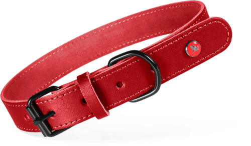 ZOLUX Klassisches Lederhalsband für Hunde, 35–45 cm, 20 mm, bordeauxrot